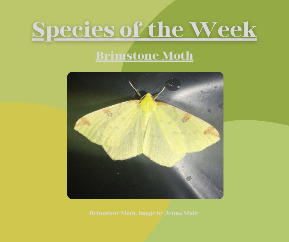 Brimstone Moth